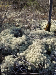 Pulchrocladia ferdinandii