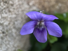 Viola riviniana