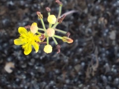 Bulbine flexuosa