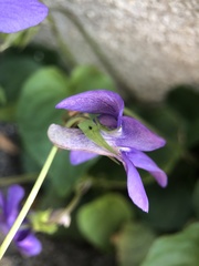 Viola riviniana