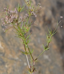 Galium setaceum