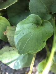 Viola riviniana
