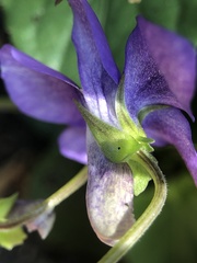 Viola riviniana