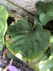 Viola riviniana