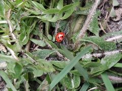 Coccinella septempunctata
