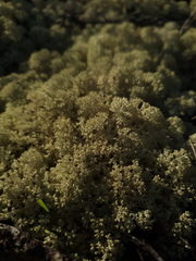 Pulchrocladia ferdinandii