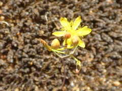 Bulbine flexuosa