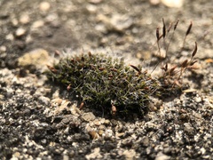 Grimmia pulvinata