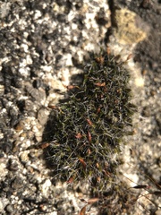 Grimmia pulvinata