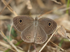 Ypthima baldus madrasa