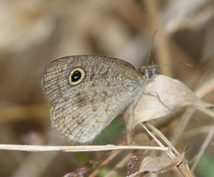 Ypthima baldus madrasa
