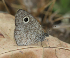 Ypthima baldus madrasa