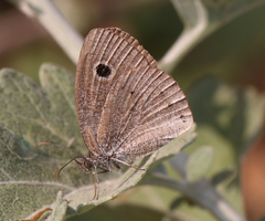 Ypthima baldus madrasa