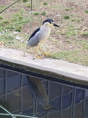 Nycticorax nycticorax