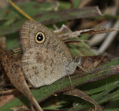 Ypthima baldus madrasa