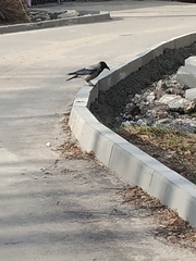 Corvus cornix