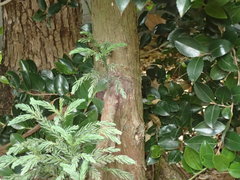 Cryptomeria japonica