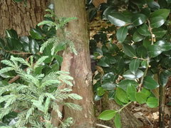 Cryptomeria japonica