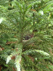 Cryptomeria japonica