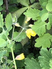 Chelidonium majus