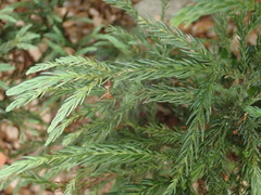 Cryptomeria japonica