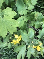 Chelidonium majus