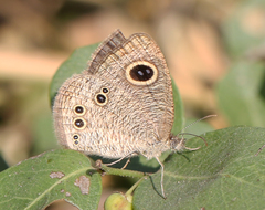 Ypthima tabella