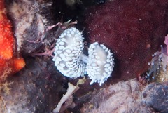 Antiopella capensis
