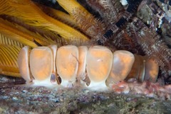 Tonnoidea
