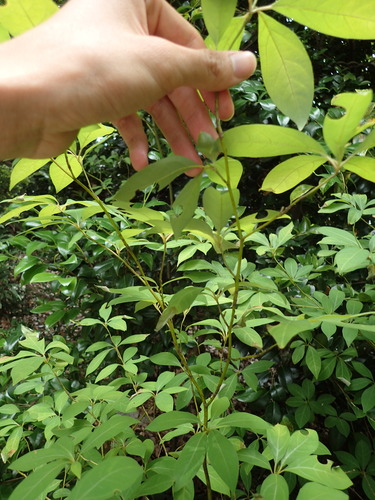 Lindera umbellata iNat (1)