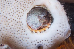 Thylacodes natalensis