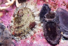 Haliotis spadicea
