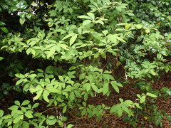 Lindera umbellata