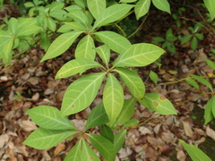 Lindera umbellata
