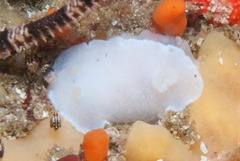 Doriopsilla capensis