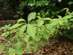 Lindera umbellata