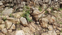 Lacerta trilineata major