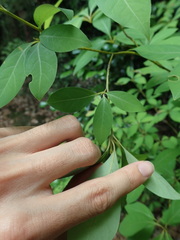 Lindera umbellata