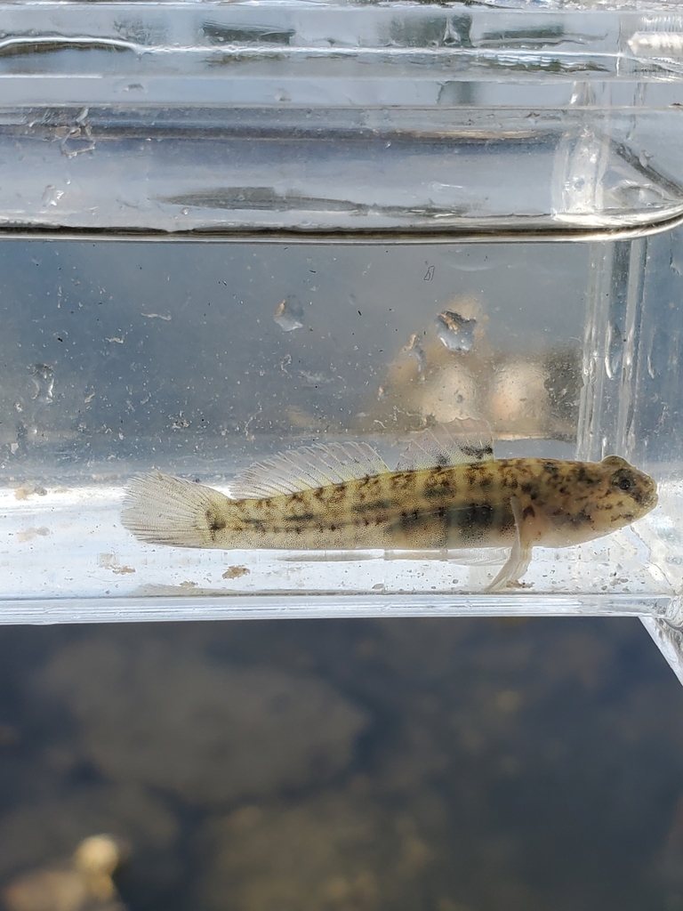 Seaboard Goby from North Topsail Beach, NC, USA on April 19, 2021 at 09 ...