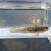 Seaboard Goby - Photo (c) nv_multispeciesfishing, some rights reserved (CC BY-NC), uploaded by nv_multispeciesfishing
