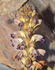 Orobanche cernua