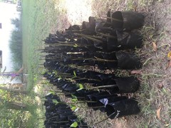 Rhizophora apiculata