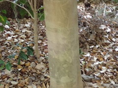 Camellia japonica