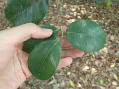 Camellia japonica