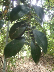 Camellia japonica