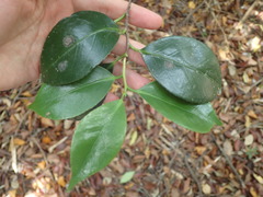 Camellia japonica