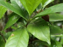 Gardenia jasminoides