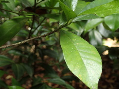 Gardenia jasminoides