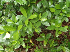 Gardenia jasminoides