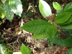 Gardenia jasminoides